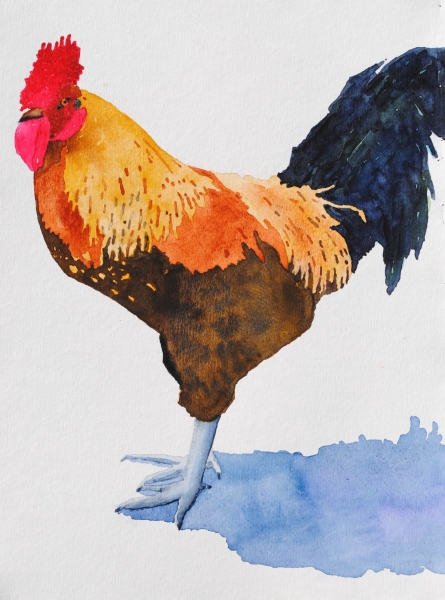 Click here to view rooster by sherman barnes