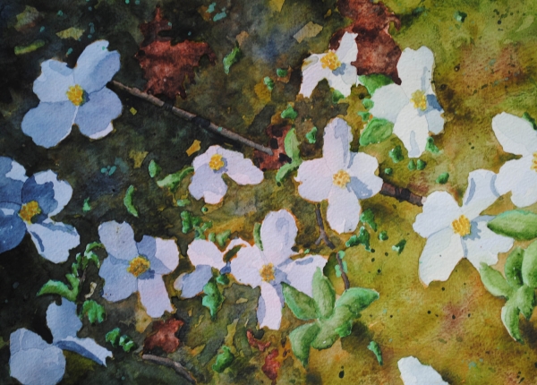 Click here to view dogwood by sherman barnes