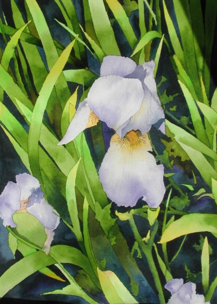 Click here to view iris by sherman barnes