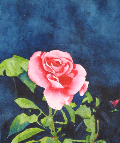 Click here to view rose by sherman barnes