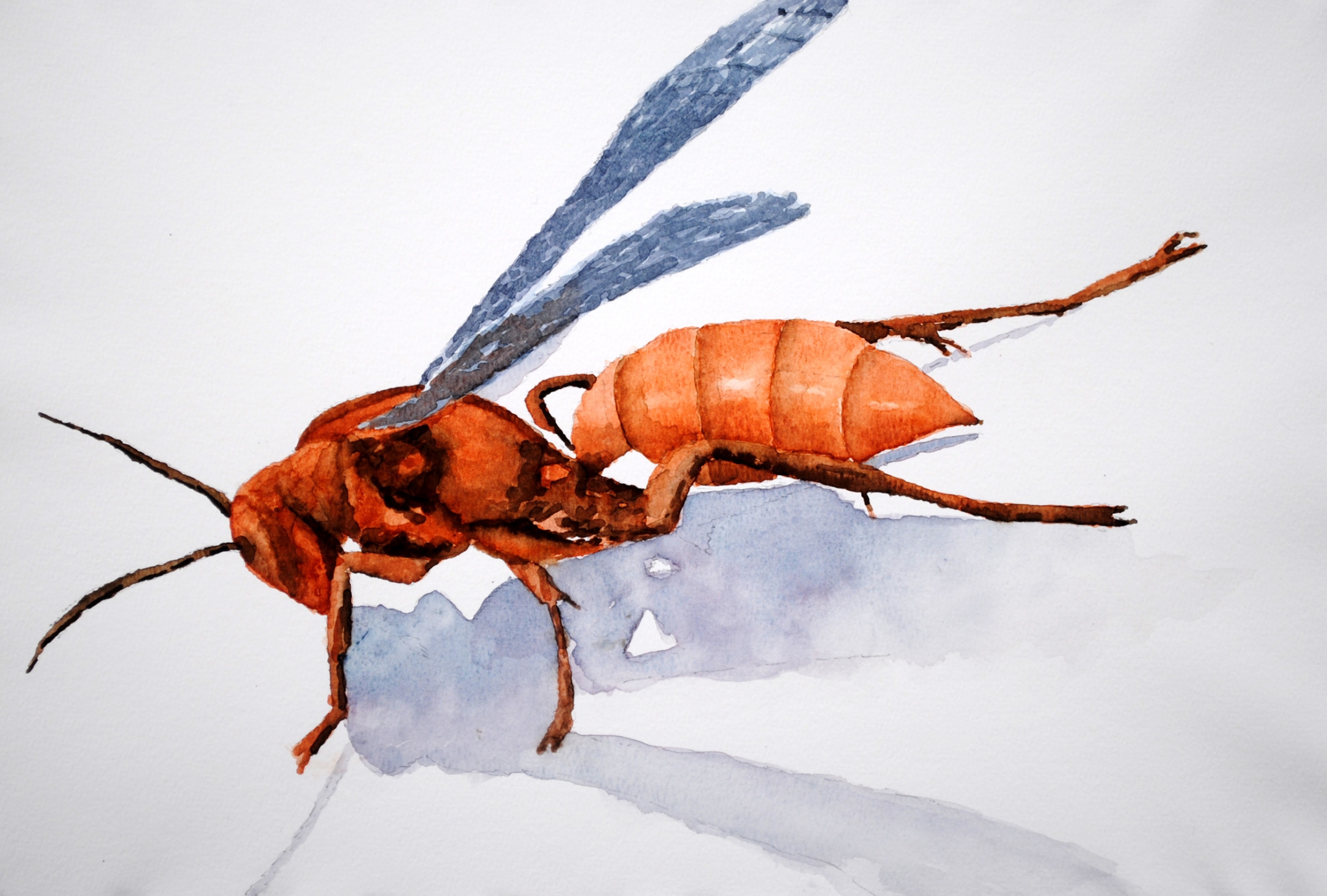 Click here to view waspy by sherman barnes