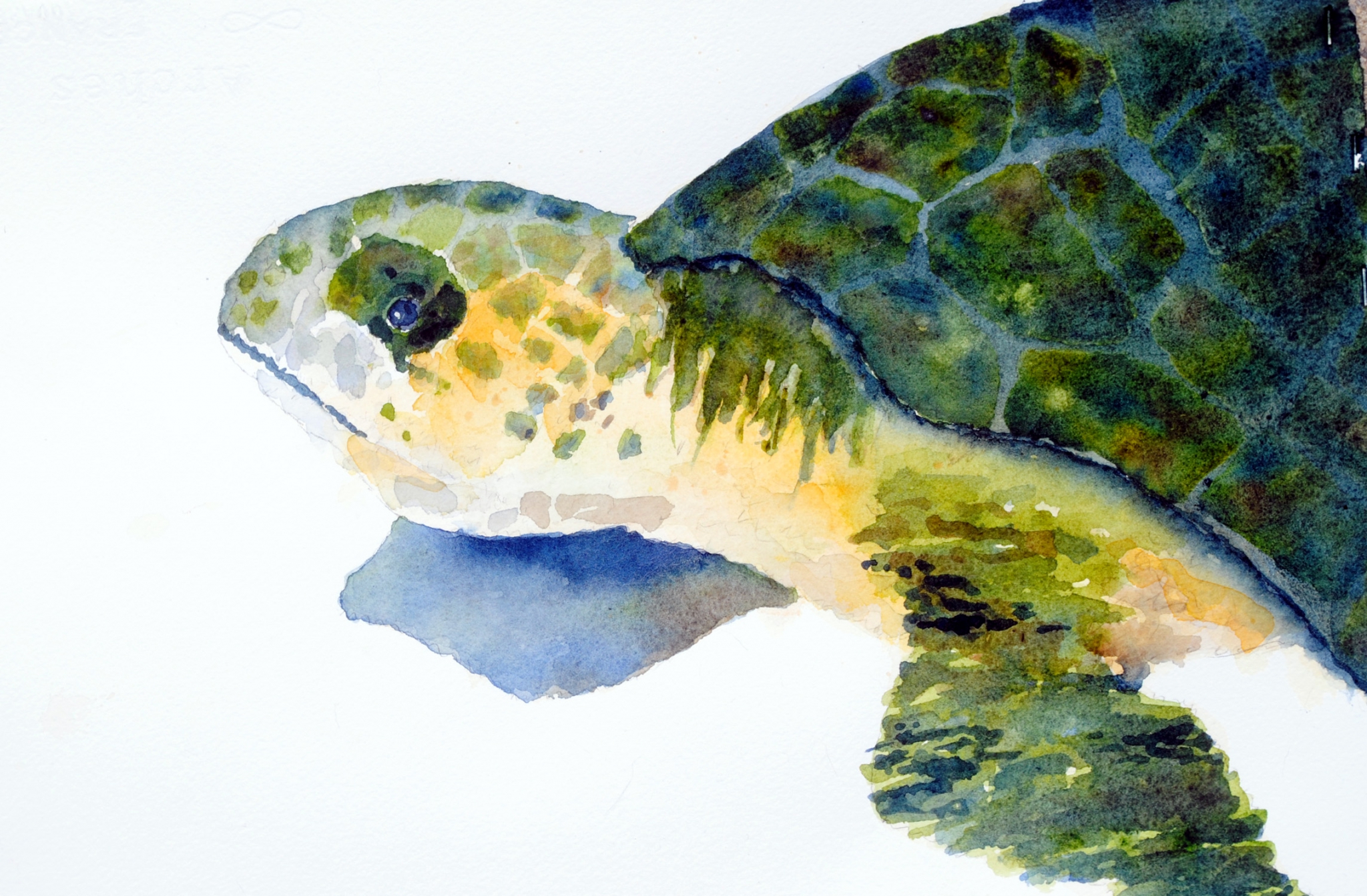 Click here to view turtle by sherman barnes